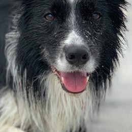 Border Collies from Ruth's Border Collies