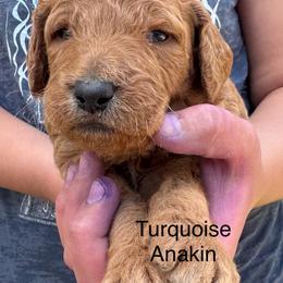 Anakin - Red  male Goldendoodle puppy in Golden, Colorado from Golden Mesa Doodles
