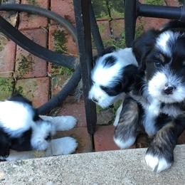Tibetan Terrier Puppies from Gemms Kennels Tibetan Terriers