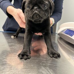Pug Puppies from Buckingham Pugs of Alabama