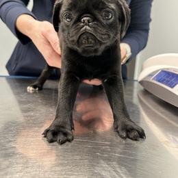 Pug Puppies from Buckingham Pugs of Alabama