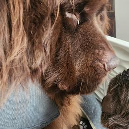 Newfoundland puppies from Blitz E & E Newfoundlands
