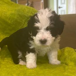 Bailey- blue - Tri-color female Bernedoodle puppy in Lynch Station, Virginia from Mini Bernedoodles by Ziva & Zac