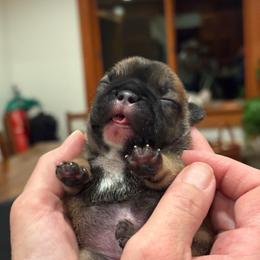 Whimsy - Fawn and white female French Bulldog puppy in Redway, California from Lost Coast French Bulldogs