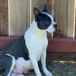 Becka - Boston Terrier
