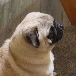 Jack - Pug