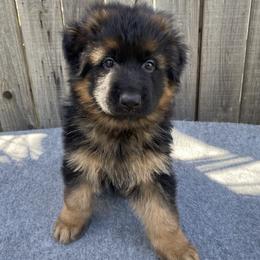 Red Boy - Black and red German Shepherd puppy in Bakersfield, California from Aguirre Farm