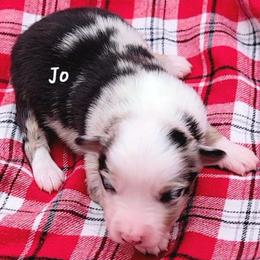 Jo - Blue merle female Miniature Australian Shepherd puppy in Waxhaw, North Carolina from Cane Creek Aussies