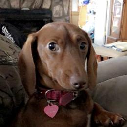 Daphne - Dachshund