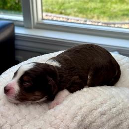 Versace - Red phantom female Aussiedoodle puppy in Decatur, Illinois from Signature Doodles