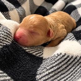 Bennett - Apricot male Poodle puppy in Eckert, Colorado from High Desert Poodles