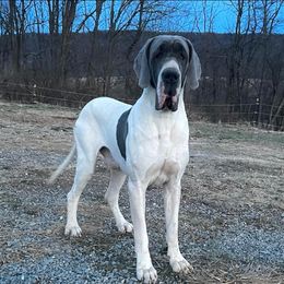 Boudro - Great Dane