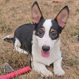 Carrie - Black and tan female American Corgi puppy in Castle Rock, Washington from Heckman Corgis
