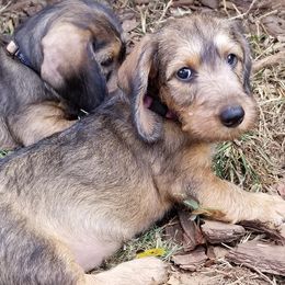 Dachshunds from Dixiedachs