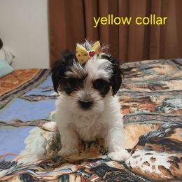 Yellow collar female - White and tan female Maltese puppy in Kimball, Tennessee from Desrosier