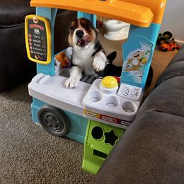 Boy 3 - Pembroke Welsh Corgi puppy in New York from Blooms Corgis