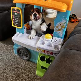 Boy 3 - Pembroke Welsh Corgi puppy in New York from Blooms Corgis
