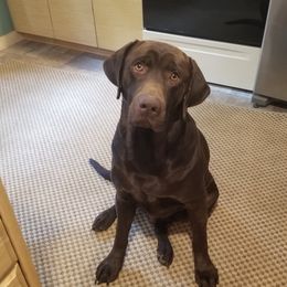 Bo - Labrador Retriever