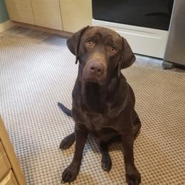 Bo - Labrador Retriever