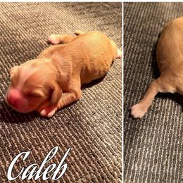 Caleb - Buff male Cocker Spaniel puppy in Clinton, Oklahoma from Enchanted Spaniels