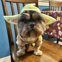 Adam - Shih Tzu
