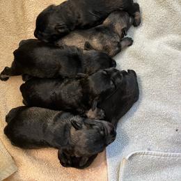 Boy 2 - Salt and pepper male Miniature Schnauzer puppy in Newfane, New York from Vaquera Miniature Schnauzers