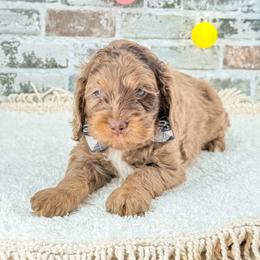 Winton - Merle male Australian Labradoodle puppy in Taylor, Michigan from Mi Best Doodle Ever, LLC
