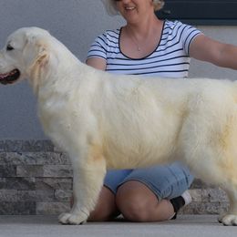 Mera - Golden Retriever