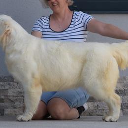 Mera - Golden Retriever