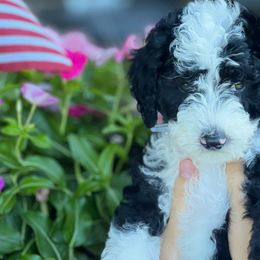 Poundcake - Black and white Sheepadoodle puppy in Knoxville, Tennessee from Fleury Farm Doodles TN