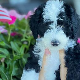 Poundcake - Black and white Sheepadoodle puppy in Knoxville, Tennessee from Fleury Farm Doodles TN