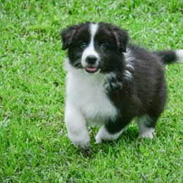 Border Collie Puppies from Shorewind Border Collies