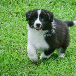 Border Collie Puppies from Shorewind Border Collies