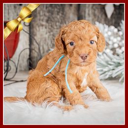 Crimson - Red male Cockapoo puppy in Connersville, Indiana from Deaz Doodle Ranch