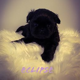 Shih Tzu Puppies from LaDawn’s Little Lions