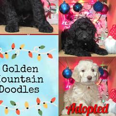 Golden Mountain Doodles from Ottie's Angels