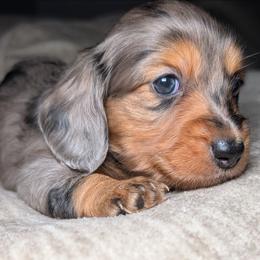 Stella - Dapple female Dachshund puppy in Unadilla, Georgia from Hamsley's Puppy Palace