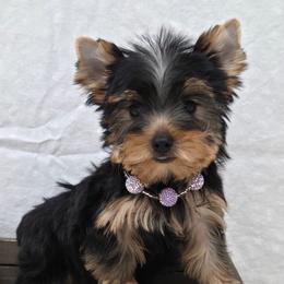 Pixie SMALL - Blue and gold female Yorkshire Terrier puppy in Monticello, Iowa from Ashley’s Puppies