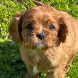 Red (Daniel) - Ruby Cavalier King Charles Spaniel puppy in Chico, California from Valley Cavaliers
