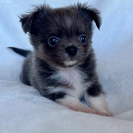 Blu - Blue and white male Chihuahua puppy in Windsor, South Carolina from Gemstone Chihuahuas