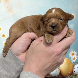 Lyric - Red and white female Shihpoo puppy in Coshocton, Ohio from Forever Family Puppies