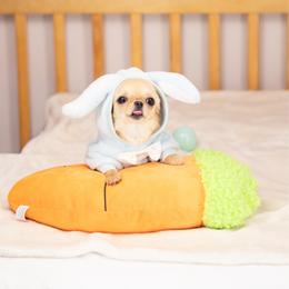 Baby Rio 2.1 lb -13,000 - Cream and white male Chihuahua puppy in Jacksonville, Florida from Petits Chihuahuas