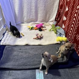 Chihuahua, Great Dane, and Pembroke Welsh Corgi Puppies from California Dreaming