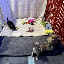 Chihuahua, Great Dane, and Pembroke Welsh Corgi Puppies from California Dreaming