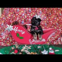 German Shepherd Puppies from Flussufer German Shepherds