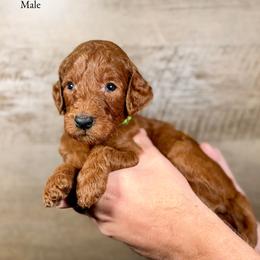 Kevin - Red  male Goldendoodle puppy in Abilene, Texas from Mesquite Kennels