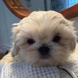 Elsa - Cream and white female Shih Tzu puppy in Covington, Georgia from Top Hats 2  Shih Tzu’s
