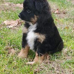 Australian Shepherd, Miniature Australian Shepherd, and Toy Australian Shepherd Puppies from Rumour Has It Aussies