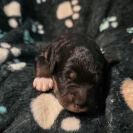 Skye - Black tri-color female Aussiedoodle puppy in Redding, California from House Merrills Minis and Doodles