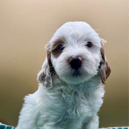 Daiquiri - Parti female Goldendoodle puppy in Hendersonville, North Carolina from Kim's Cove